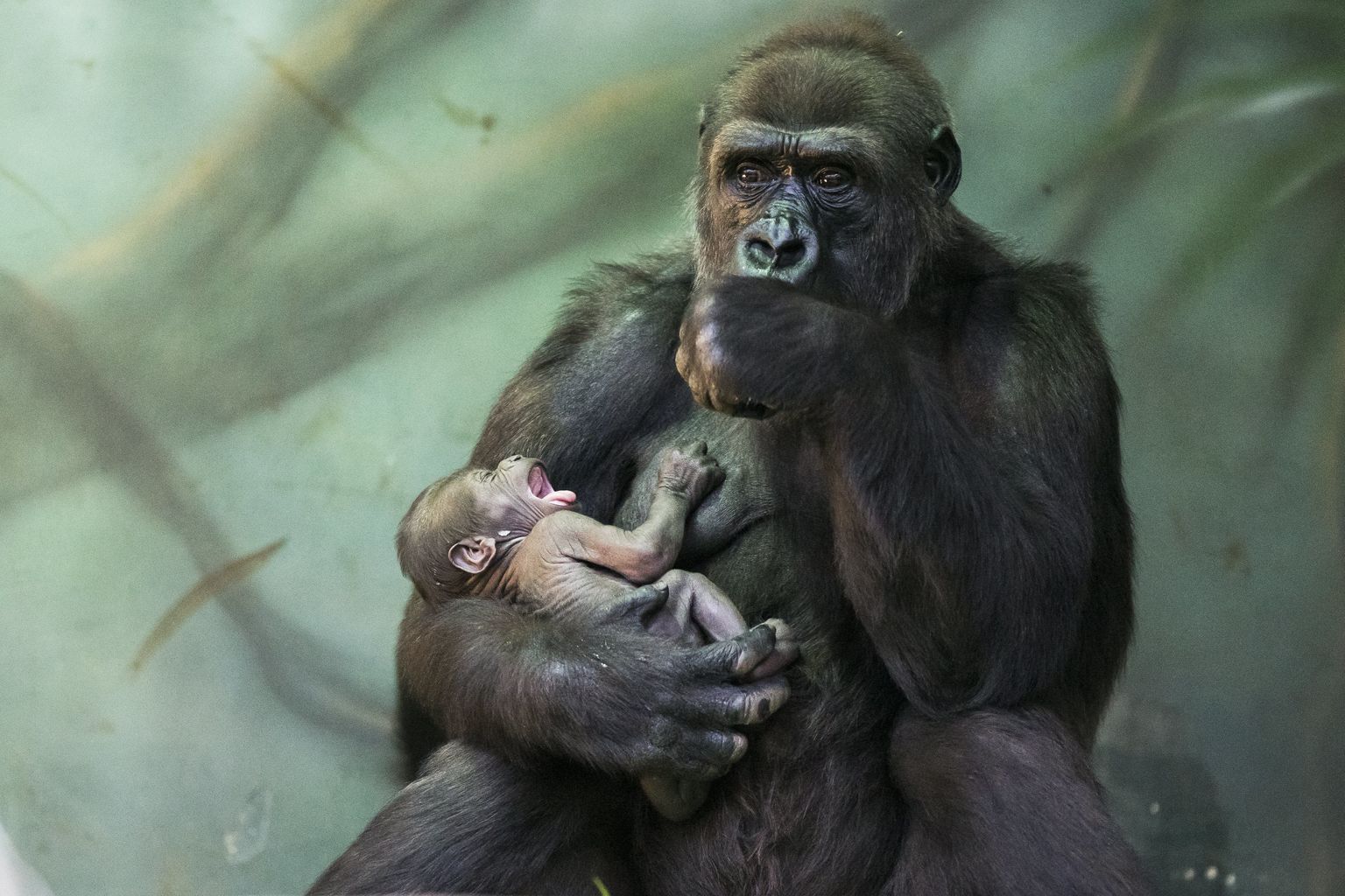 Et gorillalastel on suurem aju, tähendab see emasele gorillale nii pikemat tiinusaega kui ka ligi kolm aastat lakkamatut lapsekantseldamist.