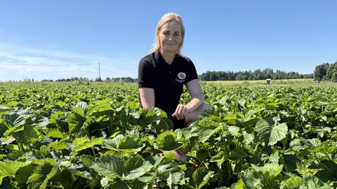 Peatse vihma eel jooksevad maasikakasvatajad ajaga võidu