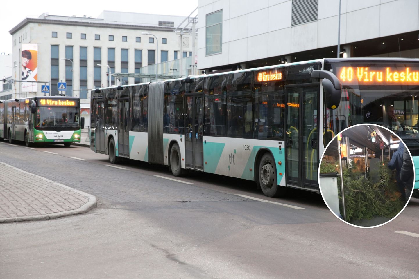 Tallinnas transporditi linnaliinibussiga jõulupuud.