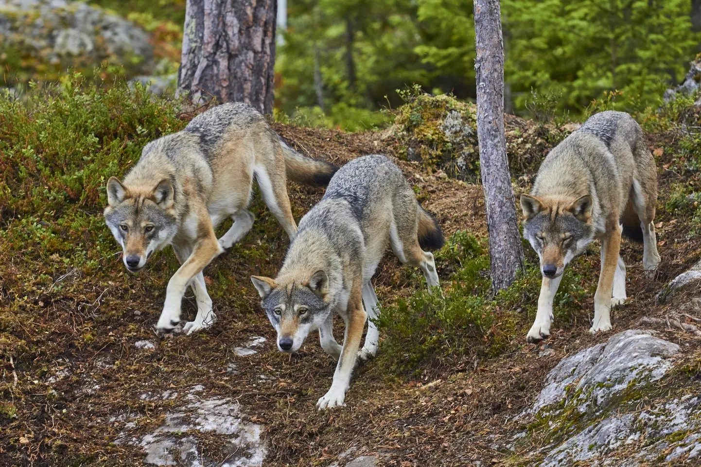 Karjas kulgedes on hundid julgemad kui üksinda liikudes, kuid täie tervise juures olevad isendid inimest üldjuhul ei ründa.