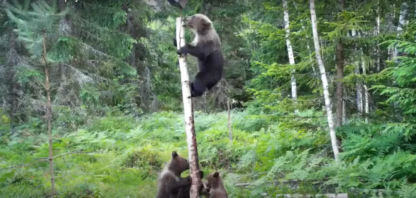 Kuvatõmmis Eesti Jahimeeste Seltsi videost: karupoeg on vallutanud soolakuposti.