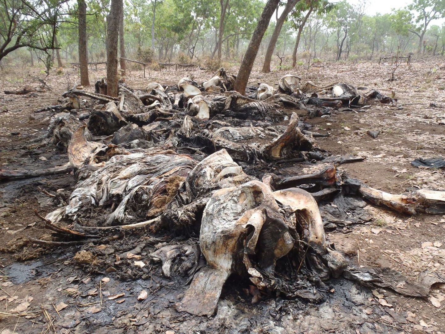 Elevantide jäänused Kameruni rahvuspargis, mis jääb Tšaadi piiri lähistele.