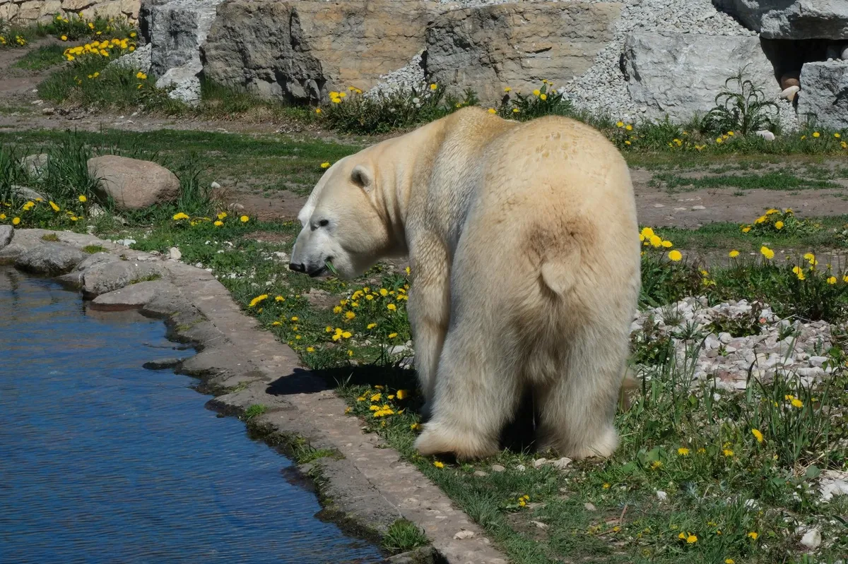 Jääkaru Raspi nosib värskeid vitamiine.