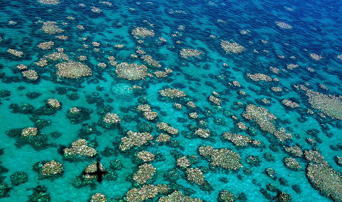 Pleegitusprotsess Cairns Townsville´i  korallrahul Austraalia vetes.