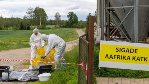 Riik otsib seakatku leevenduseks abi Lätist ja kaalub matmisi