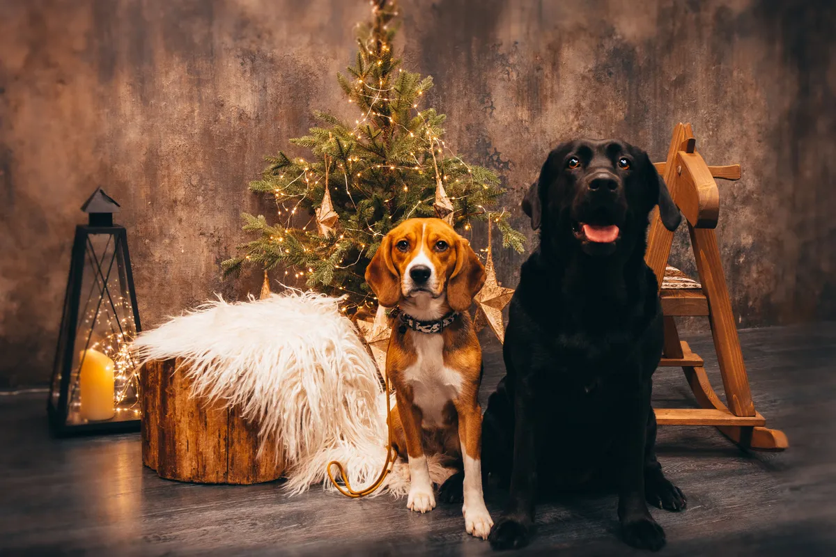 Daisy & Bella