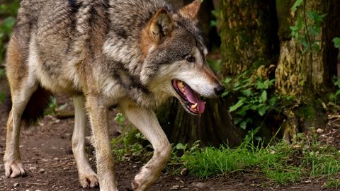 Anekdoot: tige hunt ja Punamütsikese jalgratas
