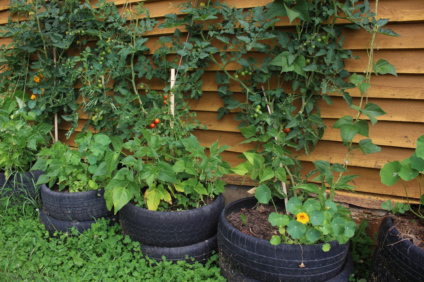 Võrumaal Vastseliina lähistel asuvas Eesti ühes suuremas permakultuurist inspireeritud taluaias näeb, et kui nutikalt ära kasutada sooja mikrokliimaga seinaääred, võib väiksel krundil märgatavalt suurendada taimede kasvupinda.