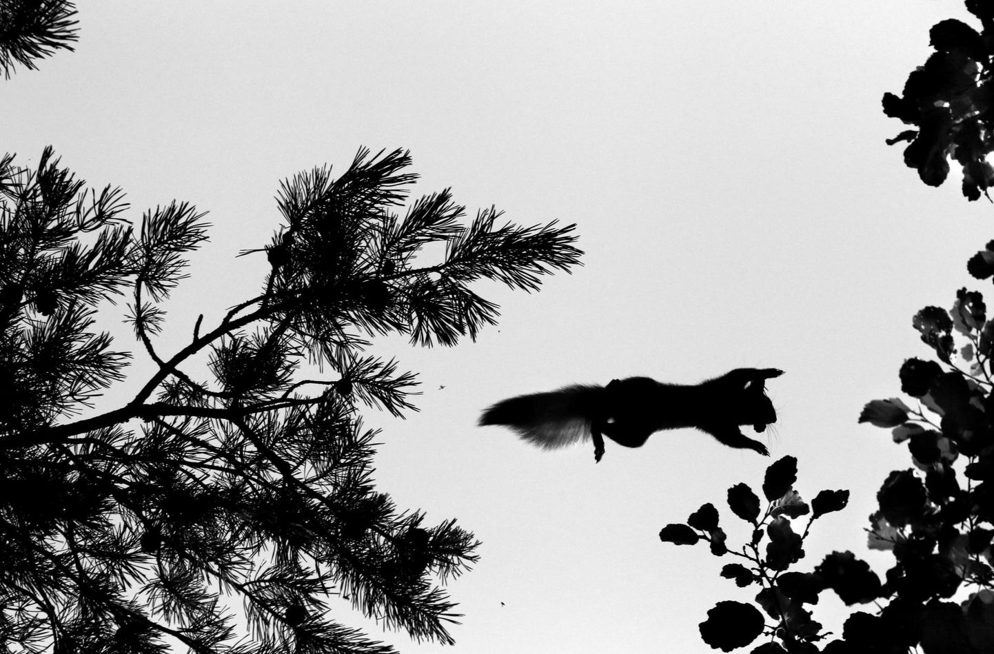 Loodusfotovõistluse "Vereta jaht" 2021. aasta võidutöö oli Enel Lepiku foto õhus liuglevast oravast. Pildil on illustreeriv tähendus.