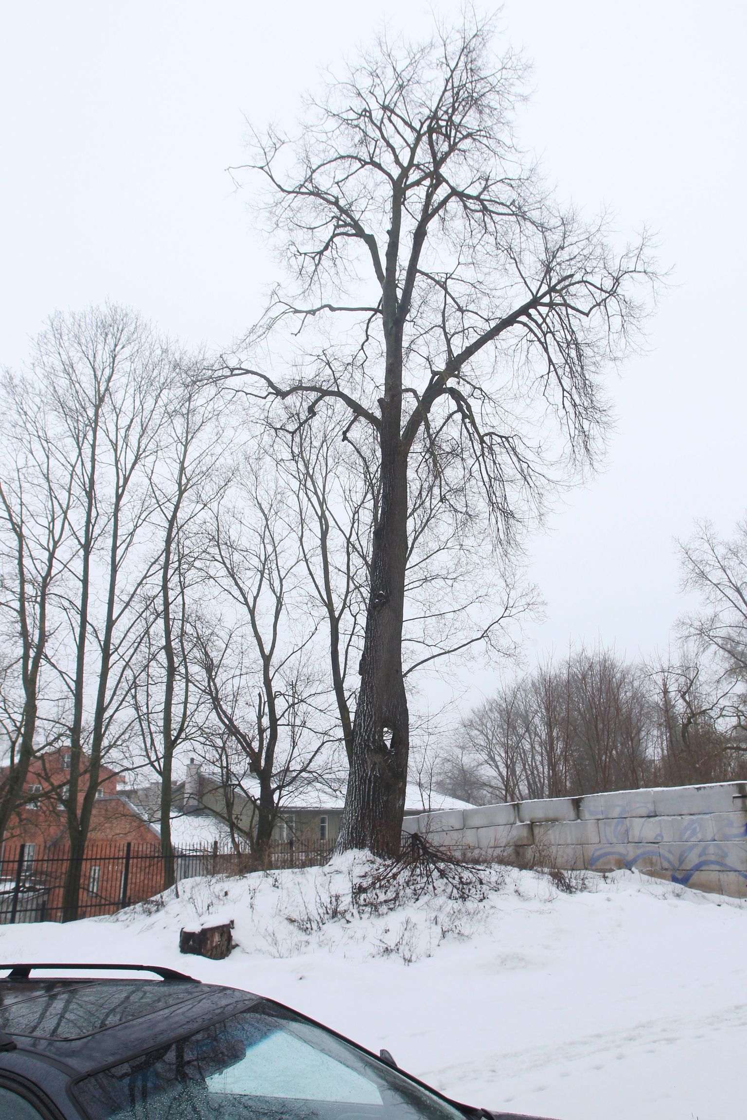 Tartus Lai 28 hoone lähedal kasvab iidne augulise tüvega pärn. Raik-Hiio Mikelsaare arvamuse kohaselt võis see puu anda inspiratsiooni Gustav Wulffile ööbikulaulu sõnade loomisel.