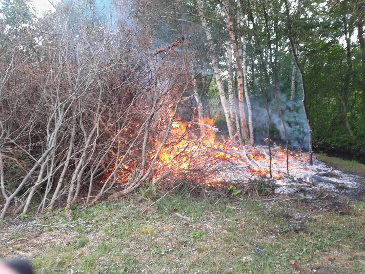 Metsloomaühing palub risu põletamisega veel oodata.