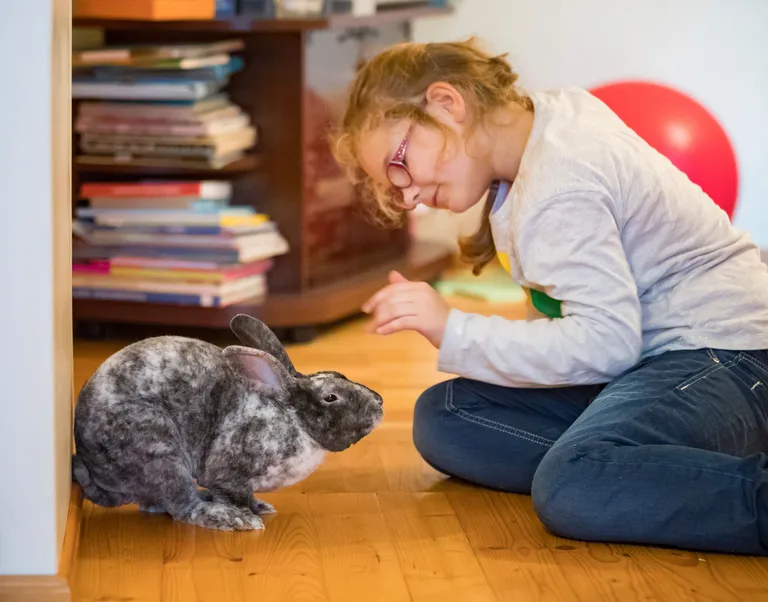 Jänesed armastavad hellust. Karamellišokolaad saab järjekordse pika pai.