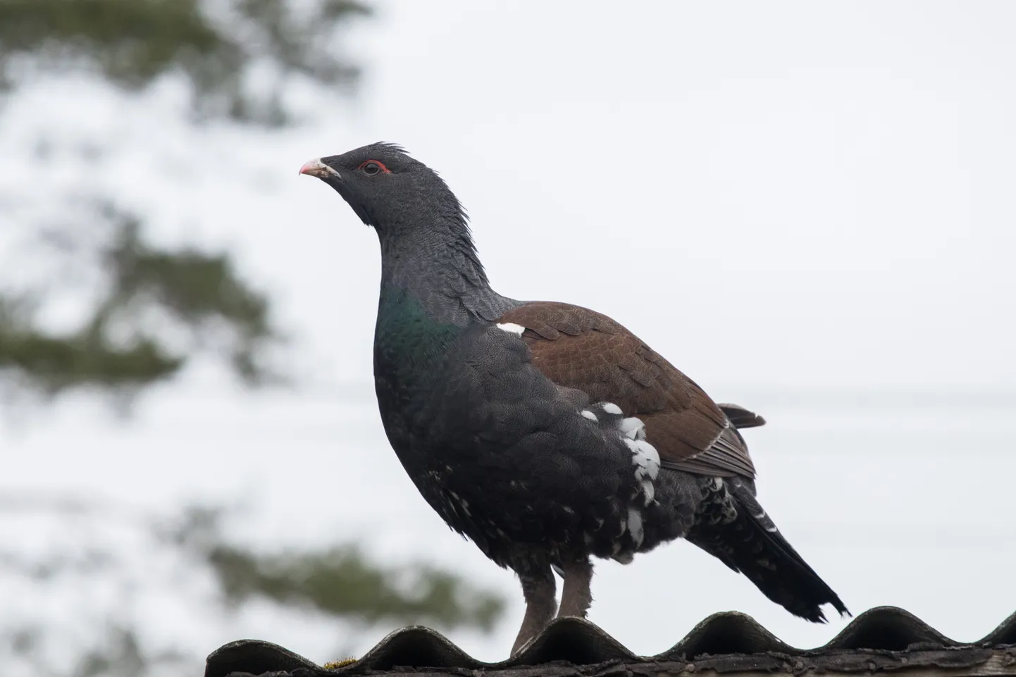 Keretü kaitsealal luuakse teiste hulgas metsiste kaitsmiseks, mille jaoks on seal piiratud ka metsaraie. Foto on illustratiivne.