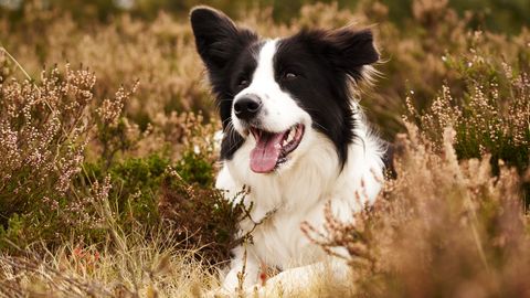 Uus-Meremaal päästeti koer, kes ootas omanikku õnnetusjärgselt nädal