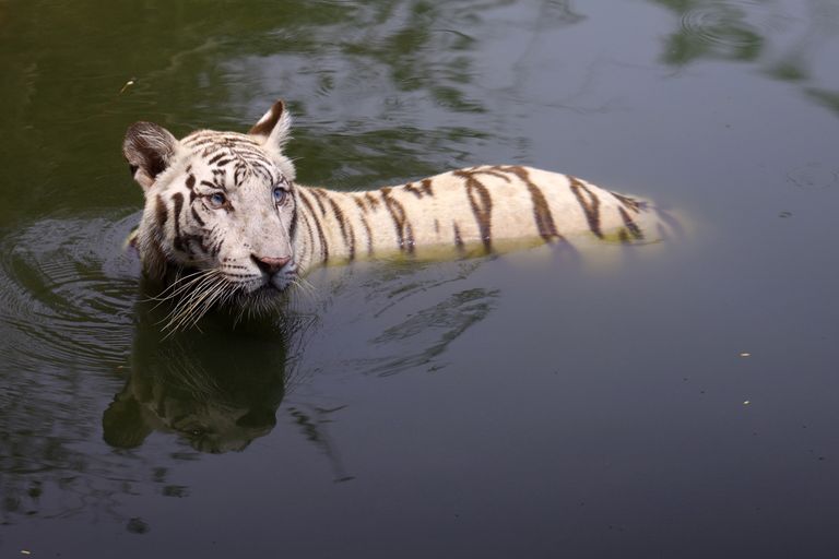 May 8, 2022, Chennai, Tamil Nadu, India: A White Tiger is seen swimming inside the fence on a hot summer day at Arignar Anna Zoological Park in Chennai. (Credit Image: © Sri Loganathan/ZUMA Press Wire)