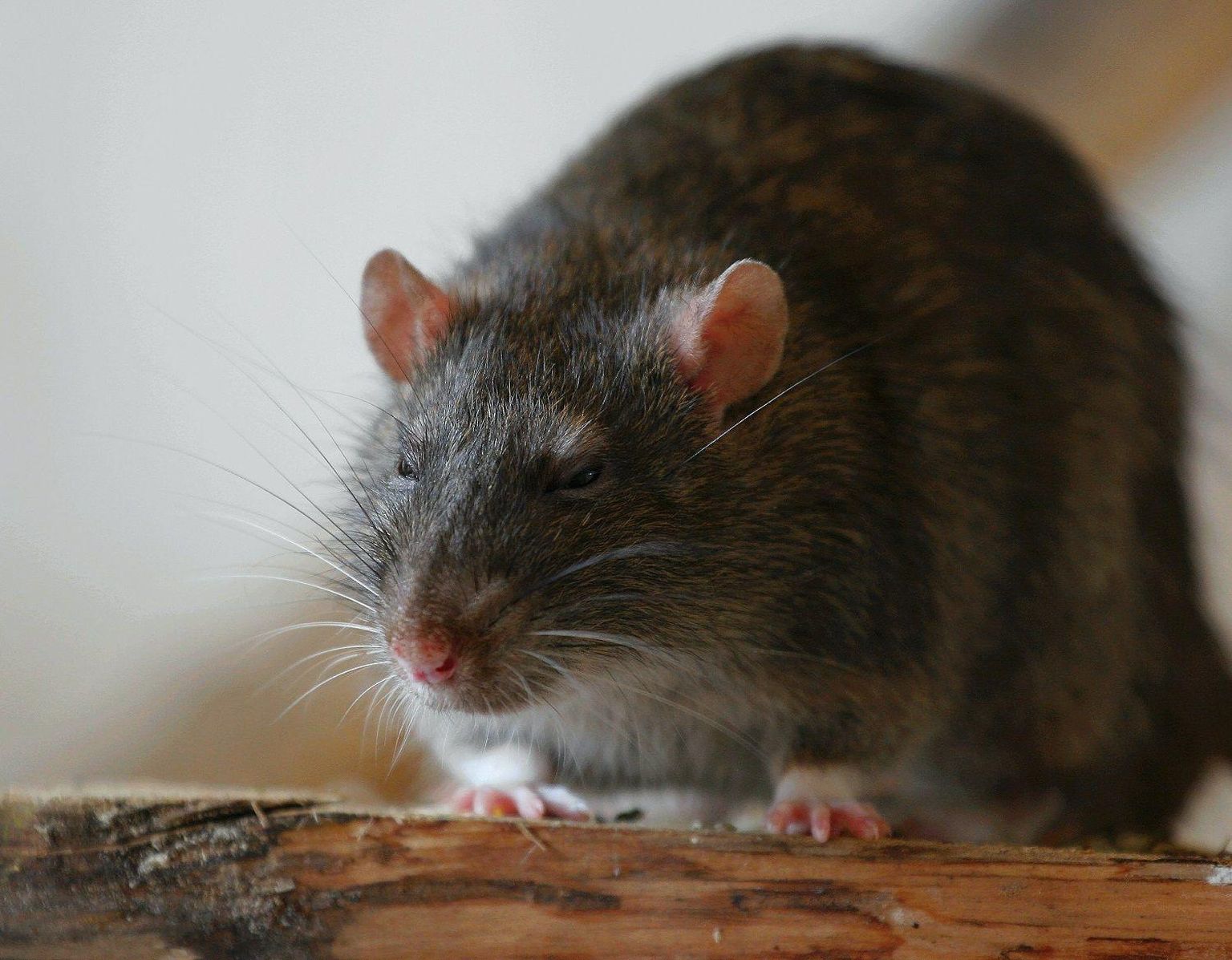 Aasta loom 2021 on rott. Ta sööb palju ja ükskõik mida: elektrijuhtmeid, kummivoolikuid, viljateri, puitu, nahka, toiduaineid – kõike kuni prügikastides olevate jäätmeteni. Pildil kodurott. 
 