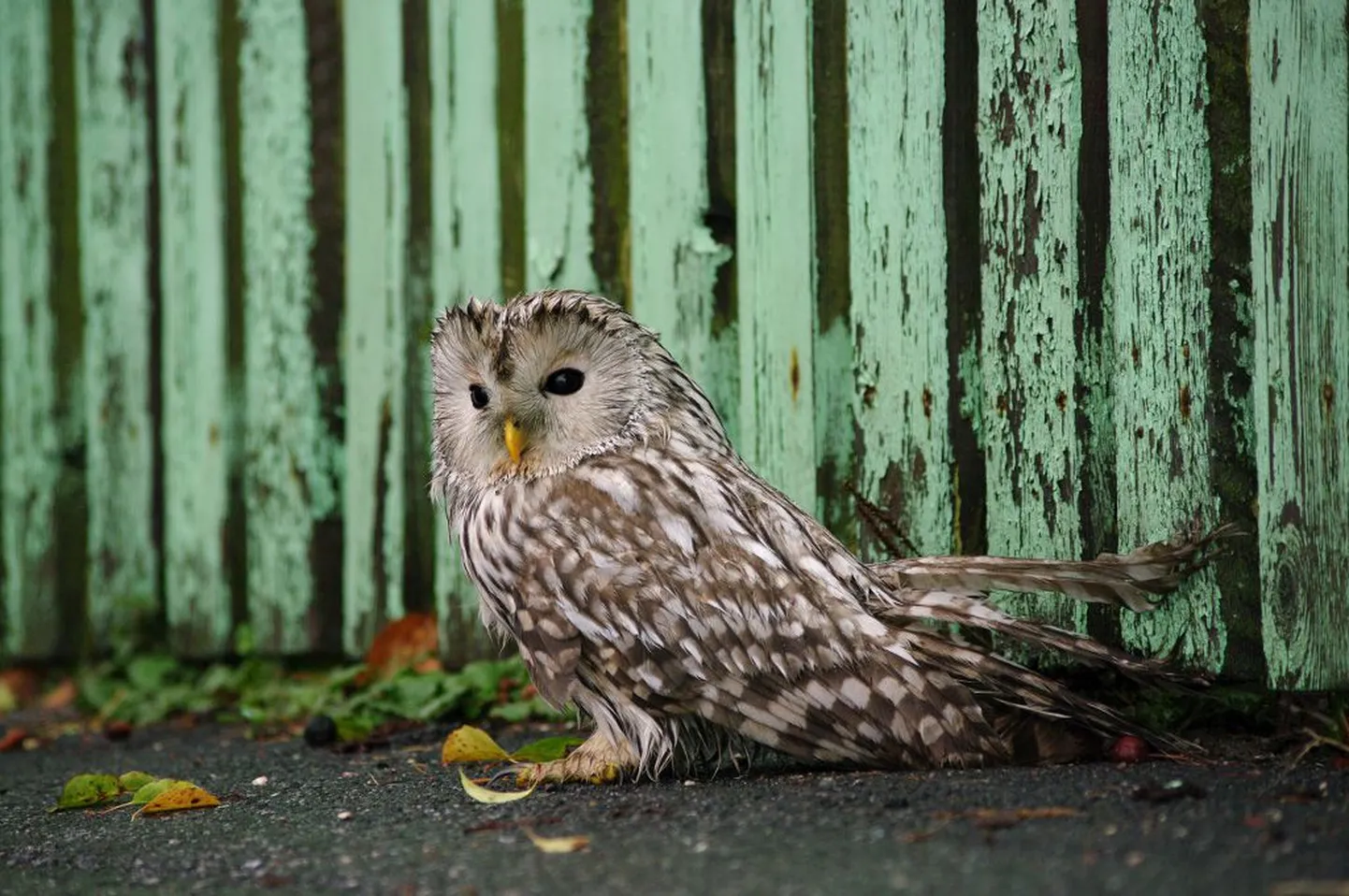 Pärnus Rääma tänaval kunagise masinatehase jalutas täna kõnniteel händkakk.