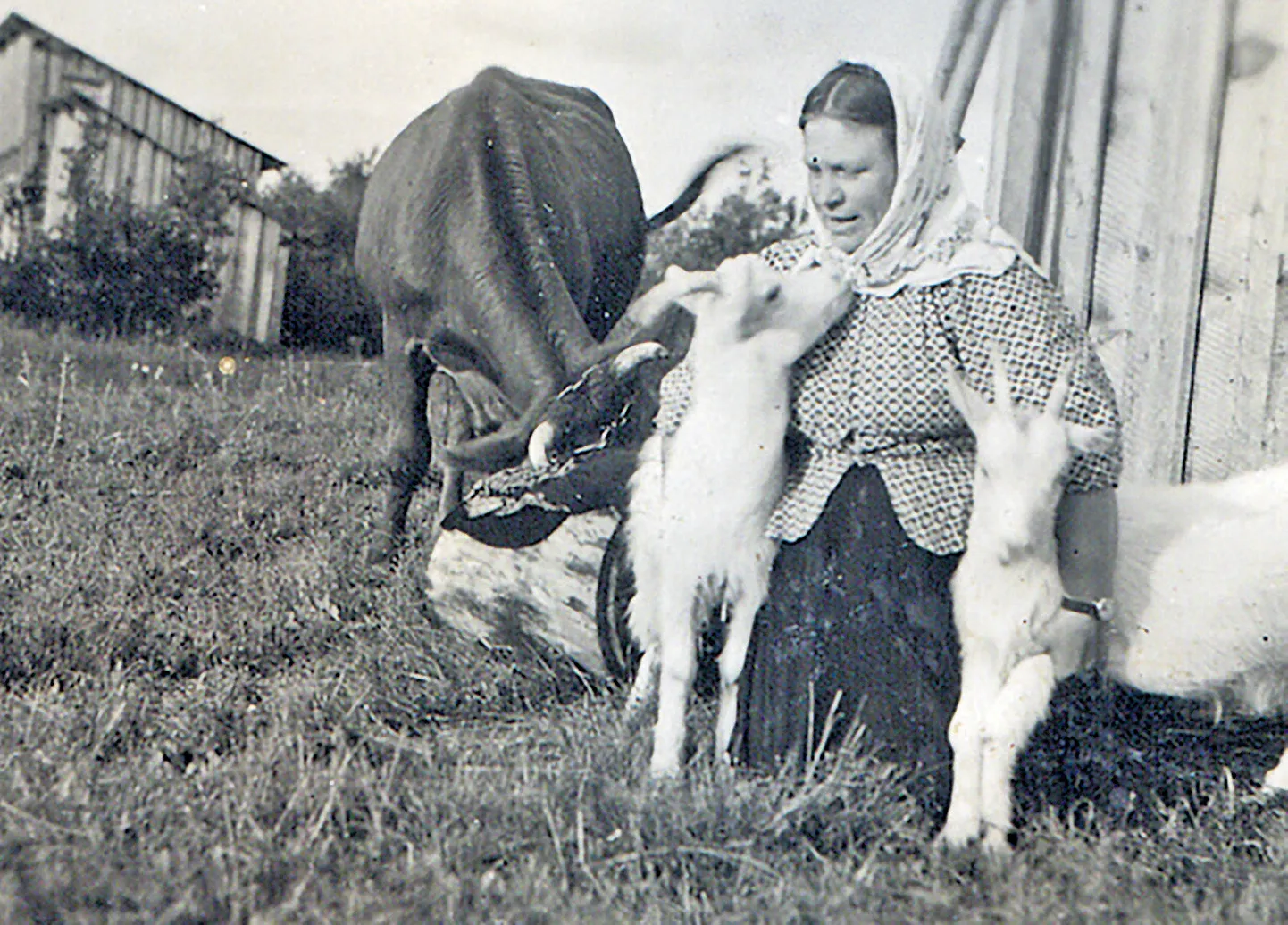 ÜKS SÕRVE TRIIN: Pildile on jäänud oma kitsekestega koos üks paljudest Sõrve Triinudest. Sõrulane Triin Puusepp (1901-1983).