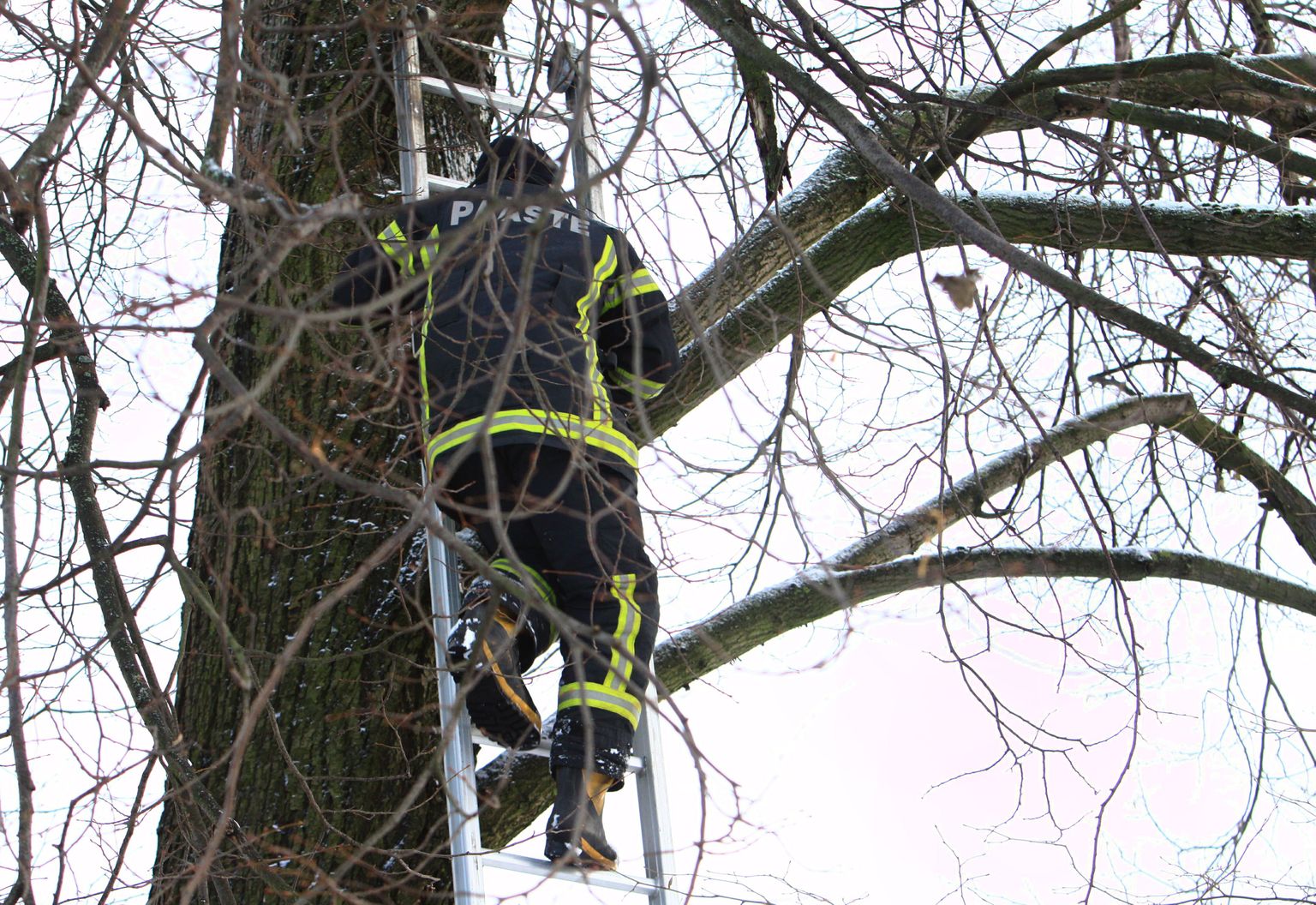 Päästjad Pärnus Oja tänaval aitamas kaks ööpäeva puu otsas haledalt näugunud kassi.