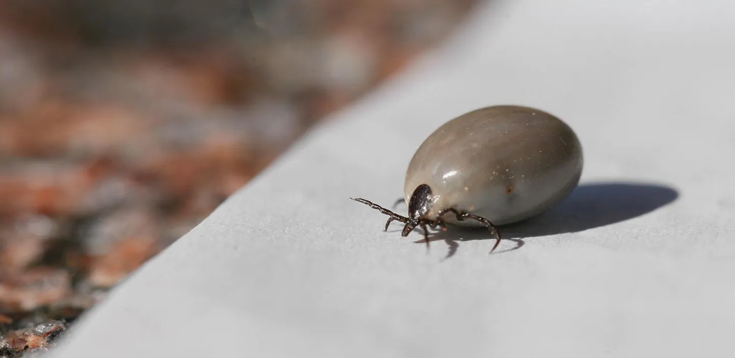 Puukide kõrghooaeg kestab maist oktoobrini. Nad on aktiivsed siis, kui õhusooja üle viie kraadi.
