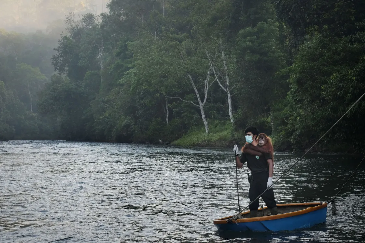 Veterinaar kannab 8-aastast emast orangutani Dianat, et lasta ta lõplikult metsa elama. Alates 2011. aastast on Jantho reservaati oma loomulikku keskkonda tagasi lastud üle 100 orangutani.