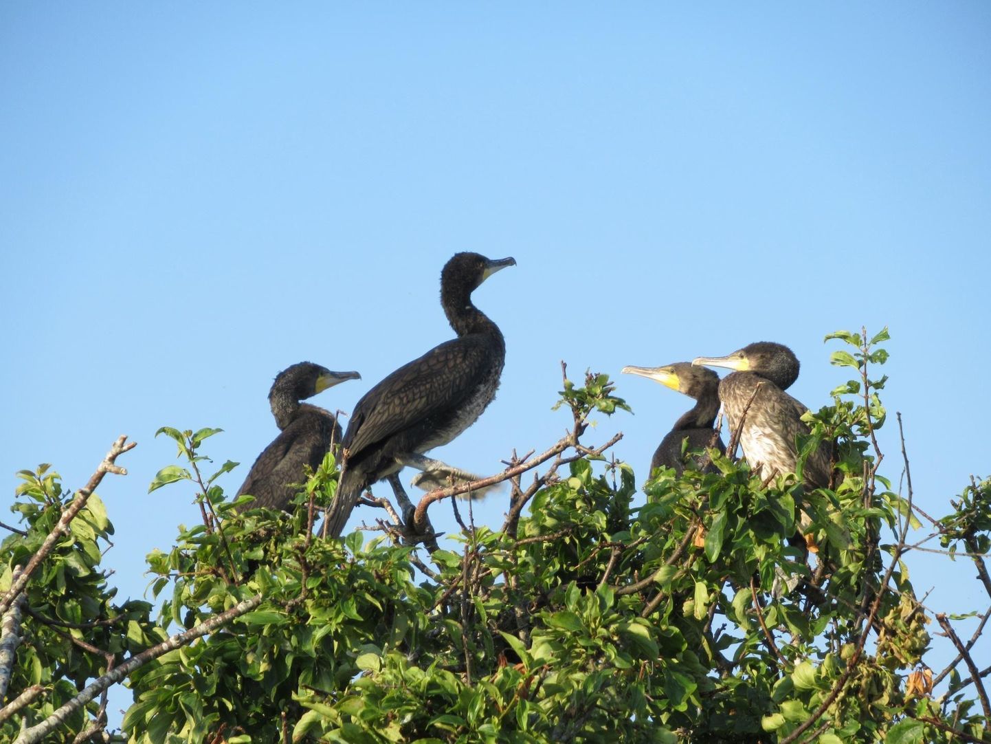 Silvia Paluoja kirjutab, et tontjate rändurite häirimine oleks õigustatud ka Pärnu linna Sorgu saarel, kus kormoranide tõttu ei kasva enam rohulibletki.