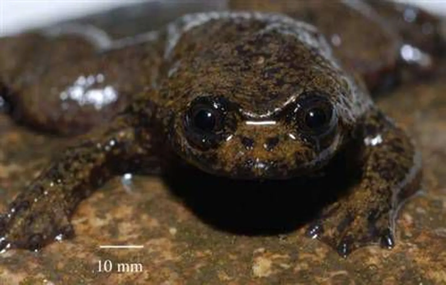 Kopsudeta konn Barbourula kalimantanensis