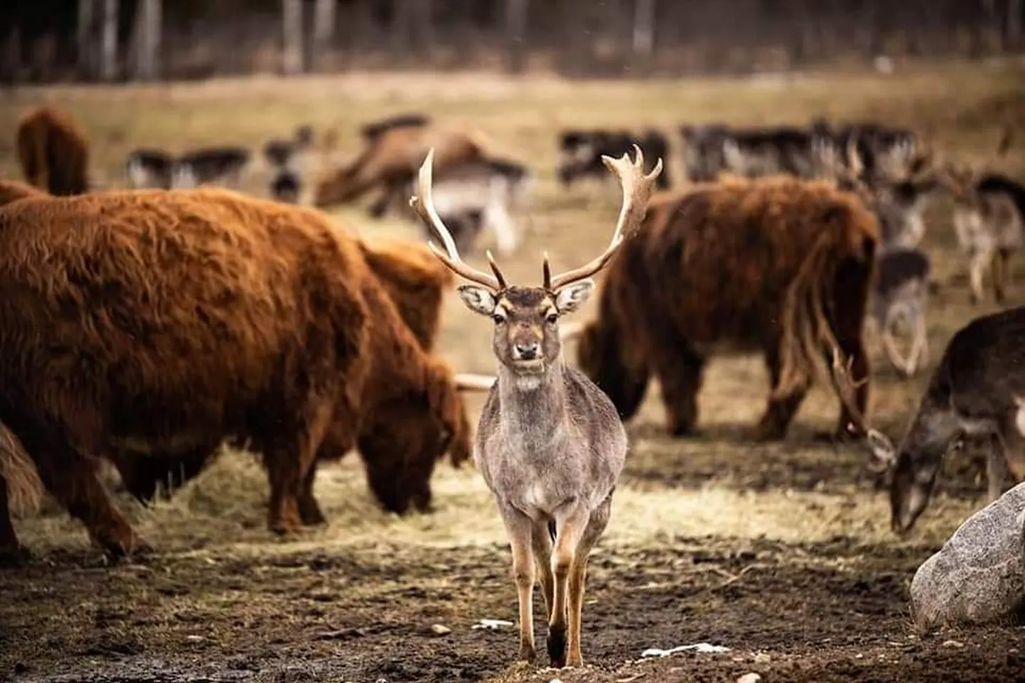 Raksta foto