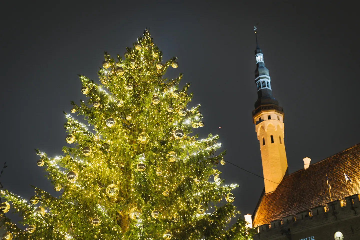 Рождественская ель на Ратушной площади в Таллинне.