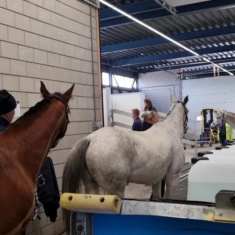 Hobused ootavad pardale minekut.