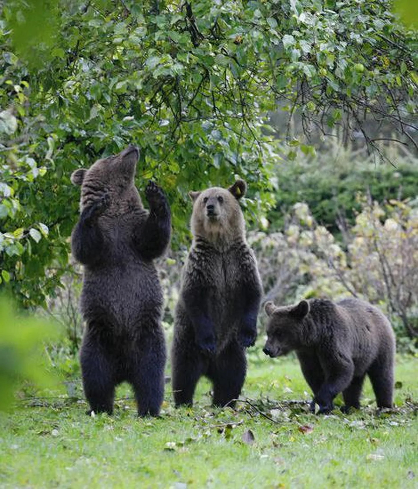 Прошлой осенью троица медвежат неоднократно выходила из леса прямо к Тартускому шоссе.