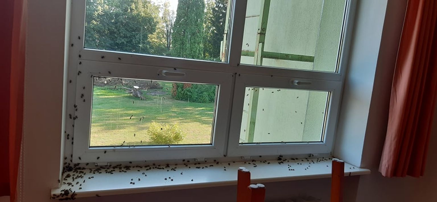 SISSETUNGIJAD: Mesinik Urmo Jõeääre sõnul võisid kooli tungida metsikud mesilased, kes elavad juba mõnda aega kusagil looduses.