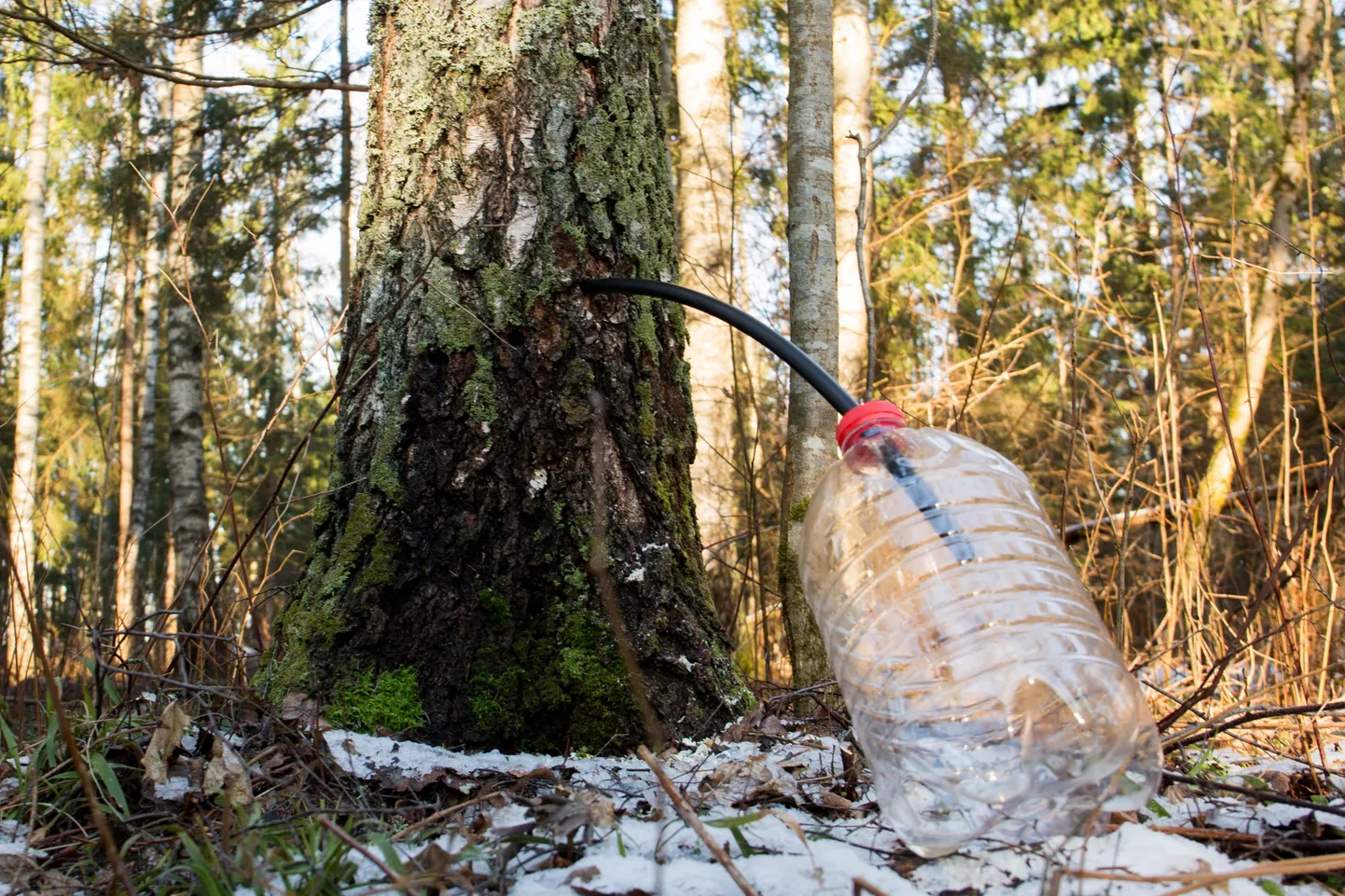 Hooaja jooksul võiks arvestuslikult ühelt kaselt koguda keskmiselt 50 liitrit kasemahla.