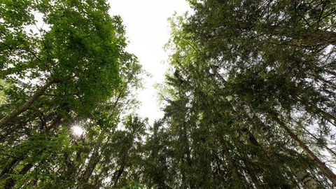 В России семилетний мальчик выжил в лесу, три дня питаясь травой
