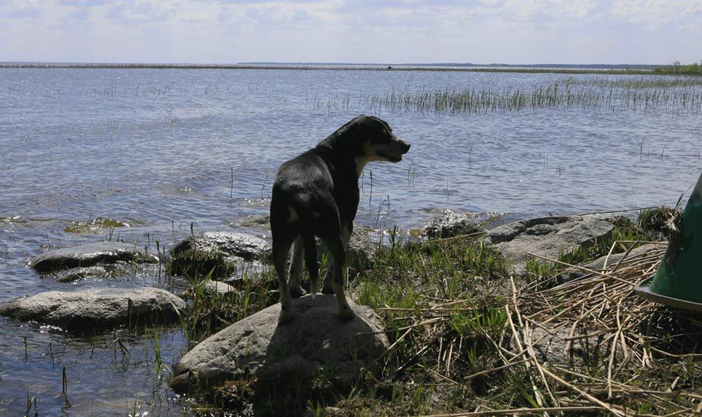 Avalikes randades koeri vette lubada ei tohi.