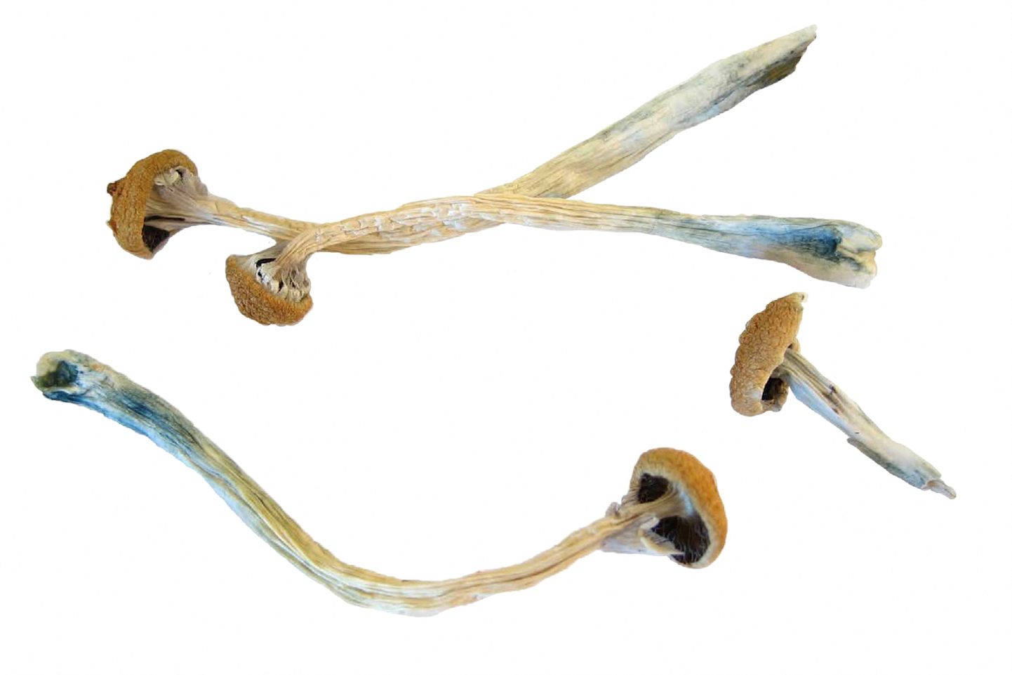 Psühhedeelikumi psilotsübiini sisaldavad seened