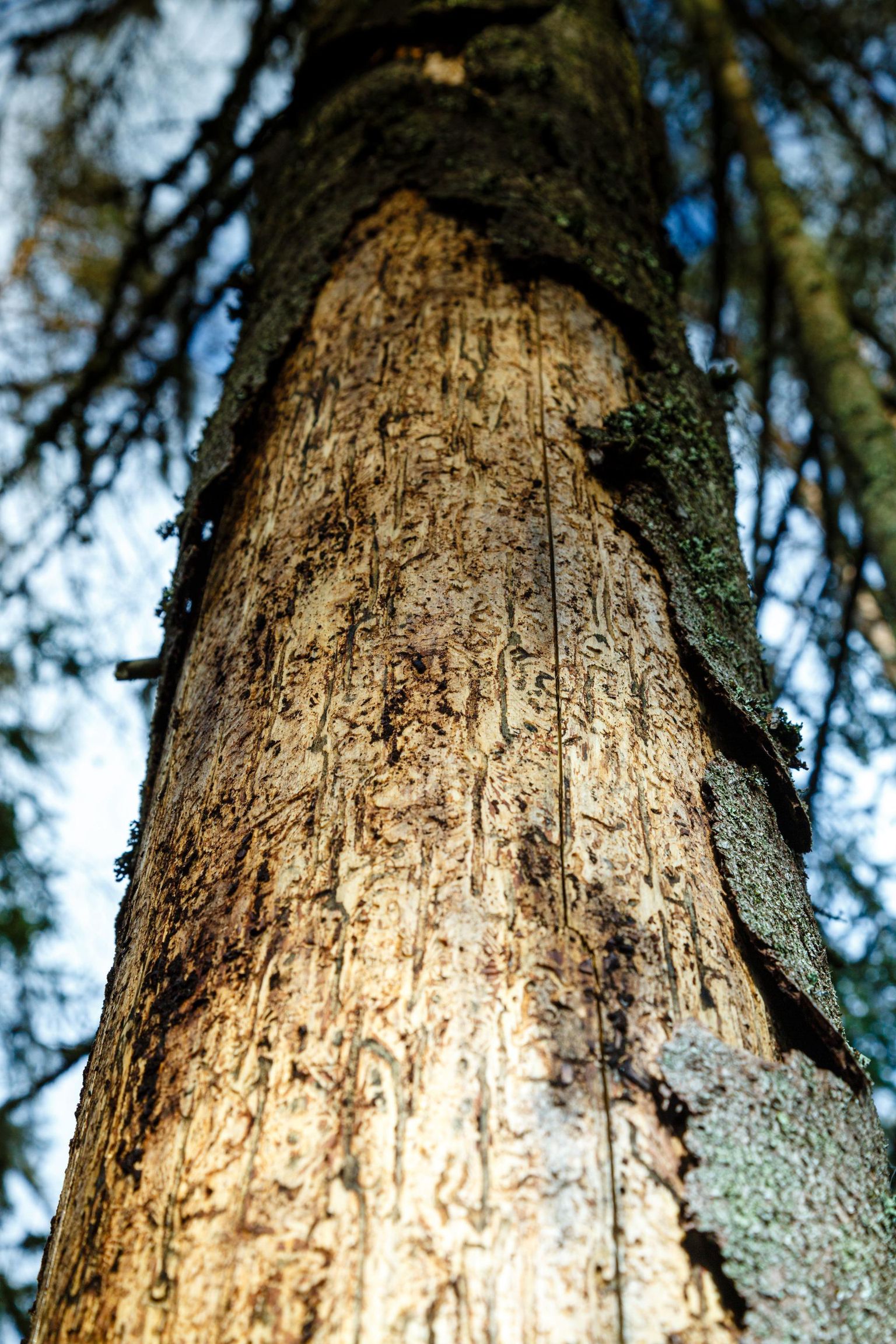 Kuuse-kooreürask on üks peamisi kuusekahjureid Euroopas. Elujõulistes puistutes pole teda palju, kuid tormi, tuule või põua kahjustatud metsas võib arvukus kasvada väga suureks.