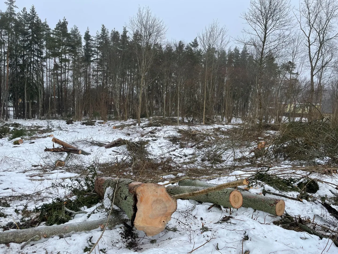 Вырубка леса в Раквере. Фото иллюстративное.