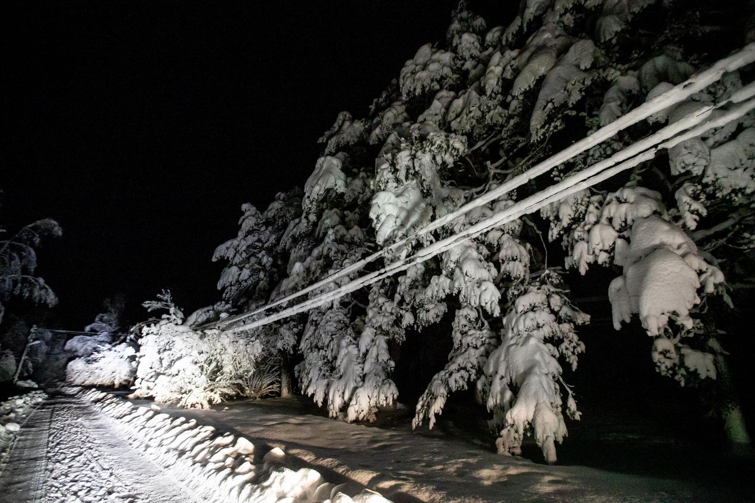 Saaremaal maha sadanud lumi on mõjunud puudele ja elektriliinidele äärmiselt koormavalt ja see ongi elektrikatkestuste põhjus.