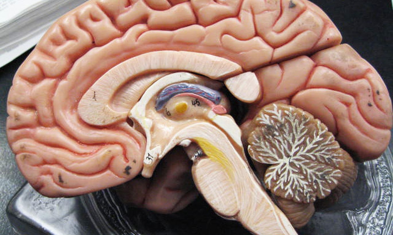 Длинные отростки головного мозга. Человеческий мозг в разрезе. Натовщий мозг человека.