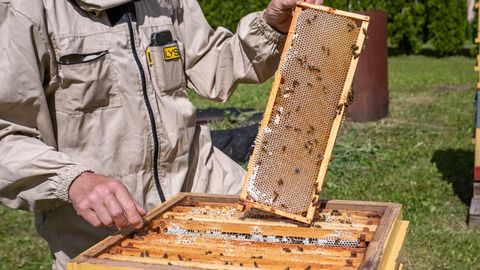 Beekeepers await a saving sun as nectar is consumed by colonies
