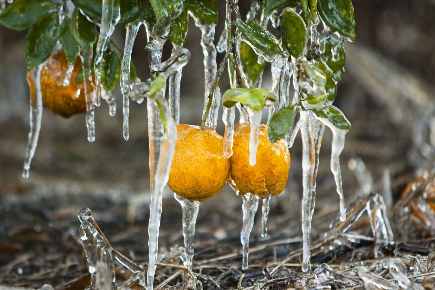 В январе в штате Флорида были заморозки, что также нанесло ущерб урожаю апельсинов.