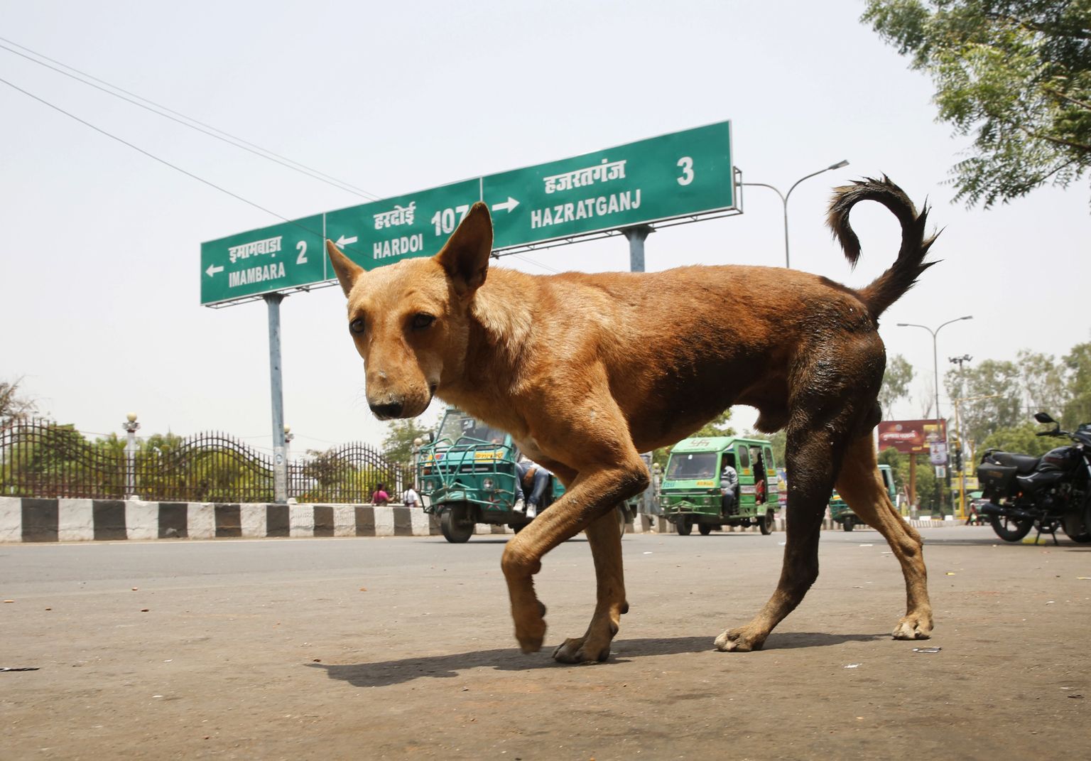 Hulkuv koer Lucknow linnas Uttar Pradeshi osariigis. Lähikonnas on koertekarjad rünnanud viimasel ajal lapsi.