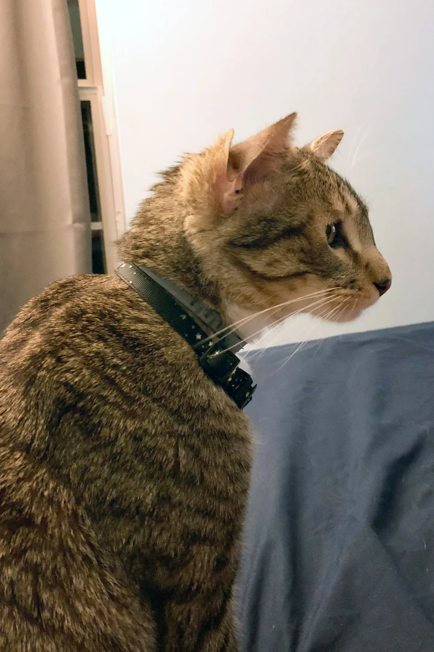 Aslan on kass, kellel on kaks paari kõrvu.