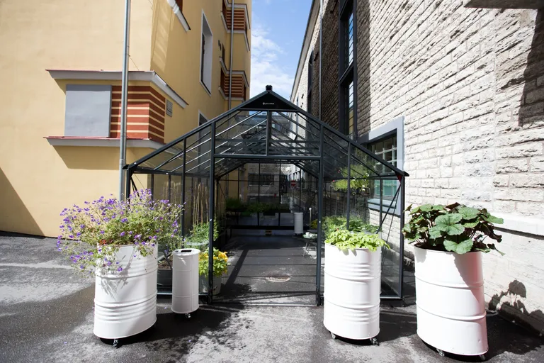 TALLINN, EESTI, 04JUL17.Kultuurikatel, eesistumine. Kasvuhoone, taimed.Foto: LIIS TREIMANN/POSTIMEES