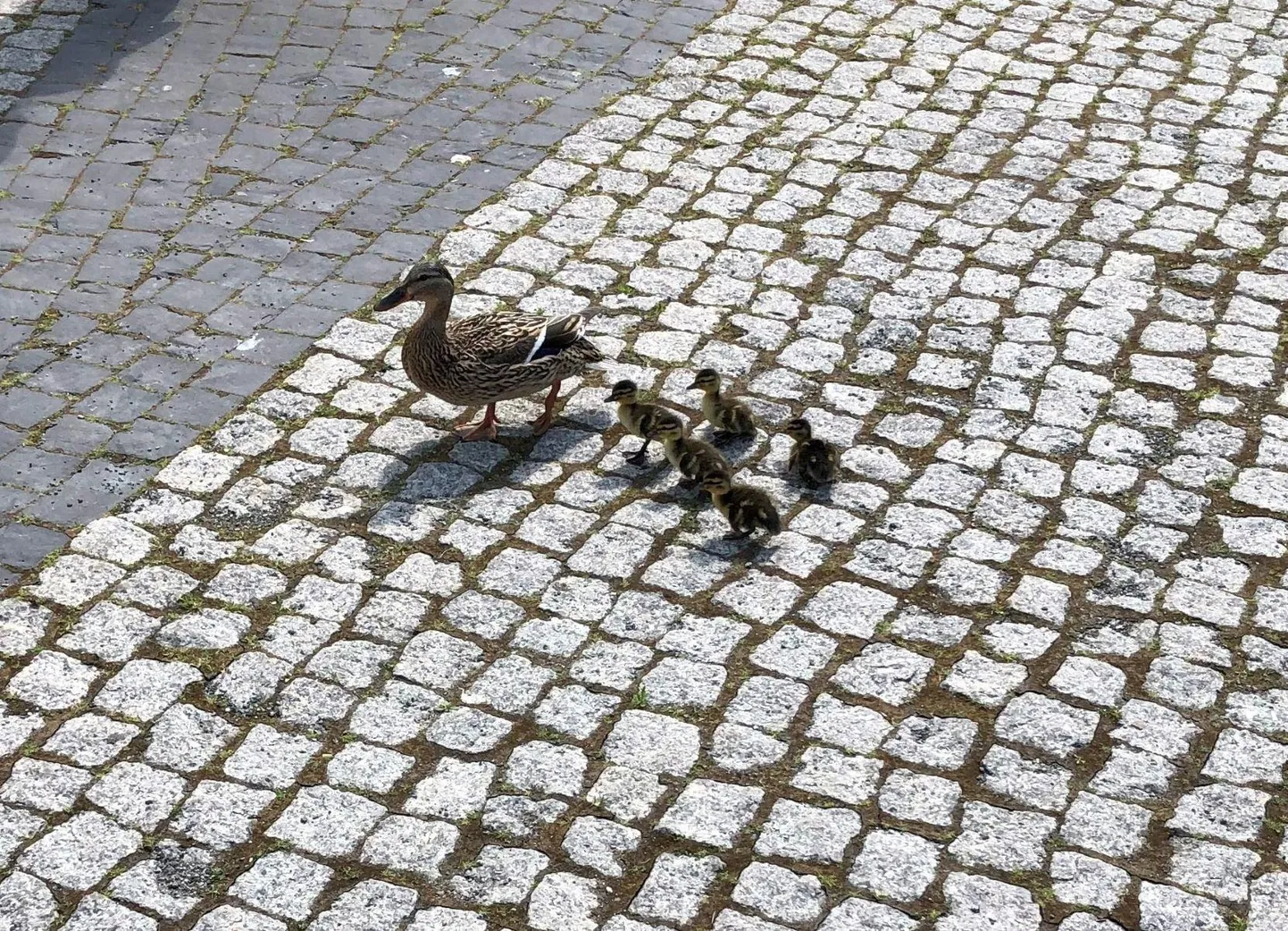 See pildil olev pardipere hätta ei sattunud.
