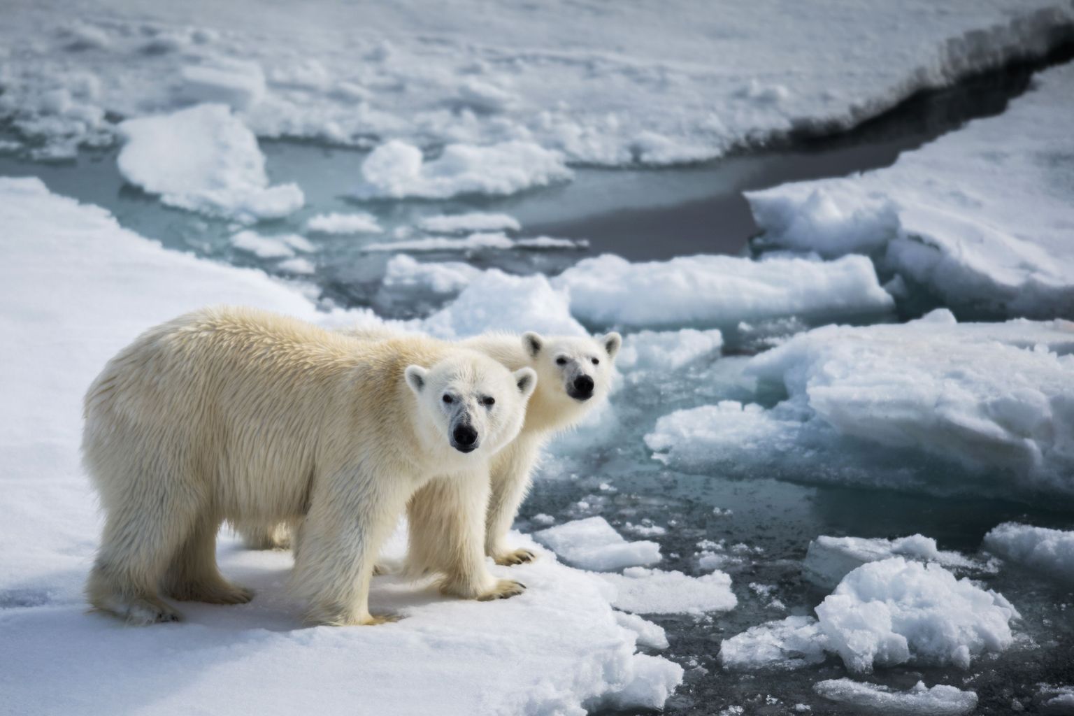 Jääkaru koos pojaga Franz Josephi maa lähedal. Arktilise merejää sulamine tekitab jääkarudele raskusi hüljeste küttimisel.