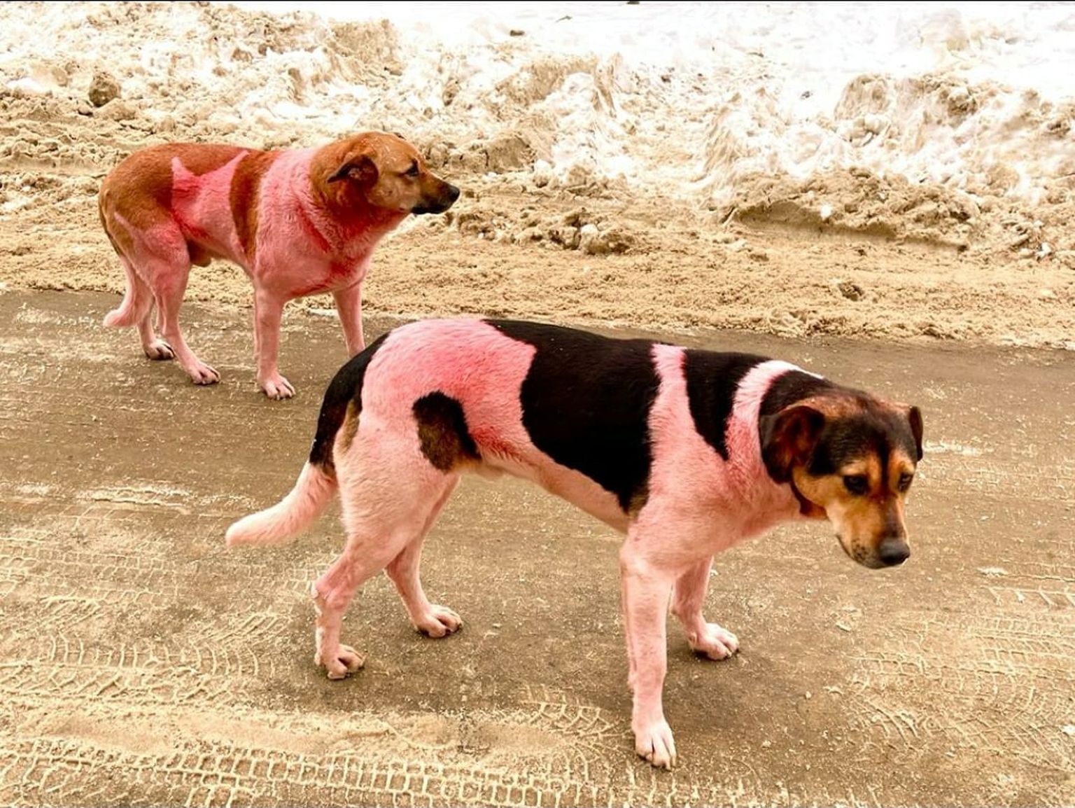 Розовые бродячие собаки