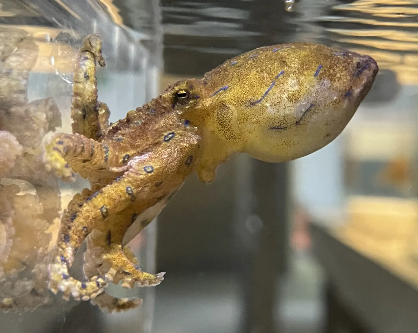 Hapalochlaena fasciata - see kaheksajalalg on maailma üks mürgisemaid mereloomi.