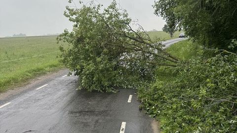 Auto sõitis otsa teele kukkunud puule